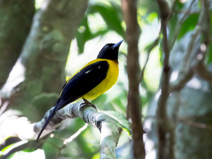 Black-throated Shrike-Tanager - Rolando Chávez