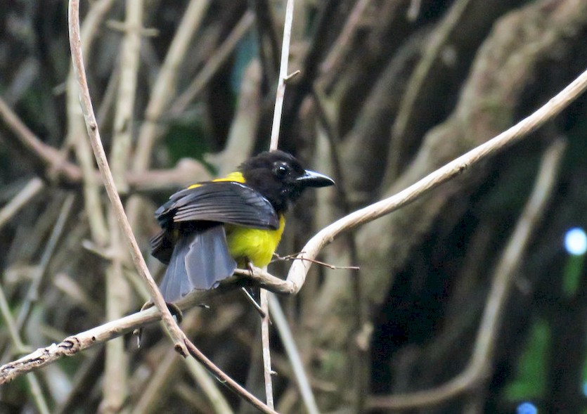 Black-throated Shrike-Tanager - Seth Inman