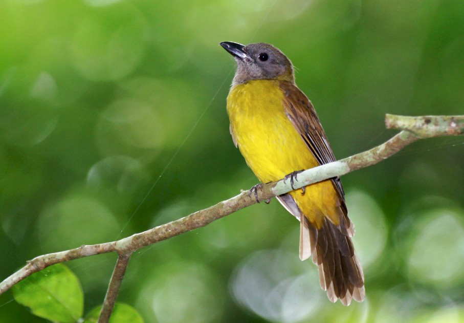 Black-throated Shrike-Tanager - eBird