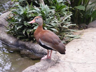 Black-bellied Whistling-Duck, ML43083711