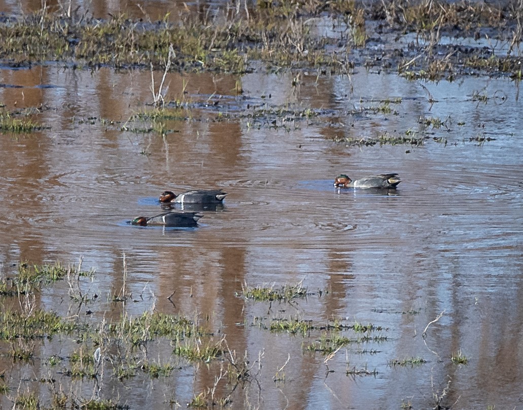 Green-winged Teal - ML430845611