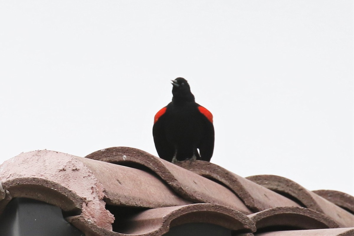 Red-winged Blackbird - Tom Fangrow