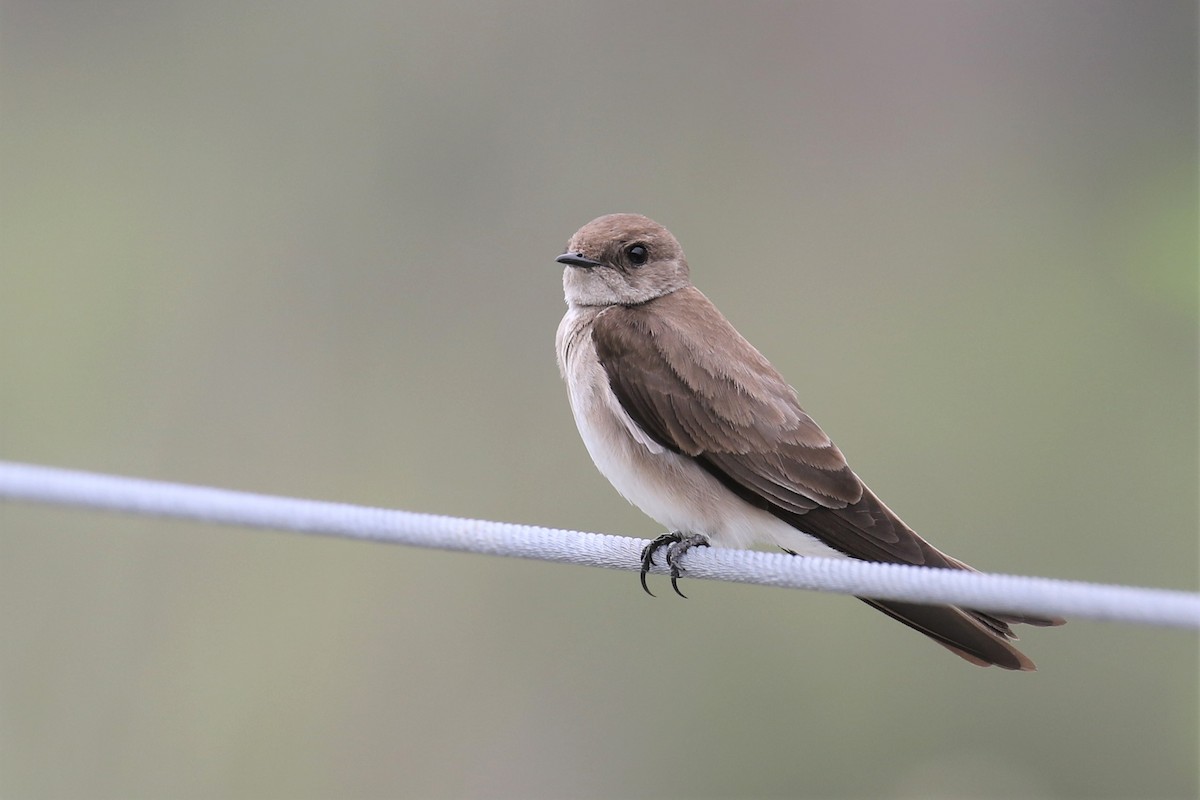Northern Rough-winged Swallow - ML430846661