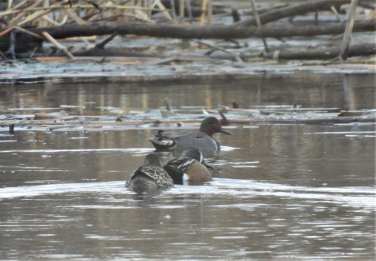 Blue-winged Teal - ML430847481