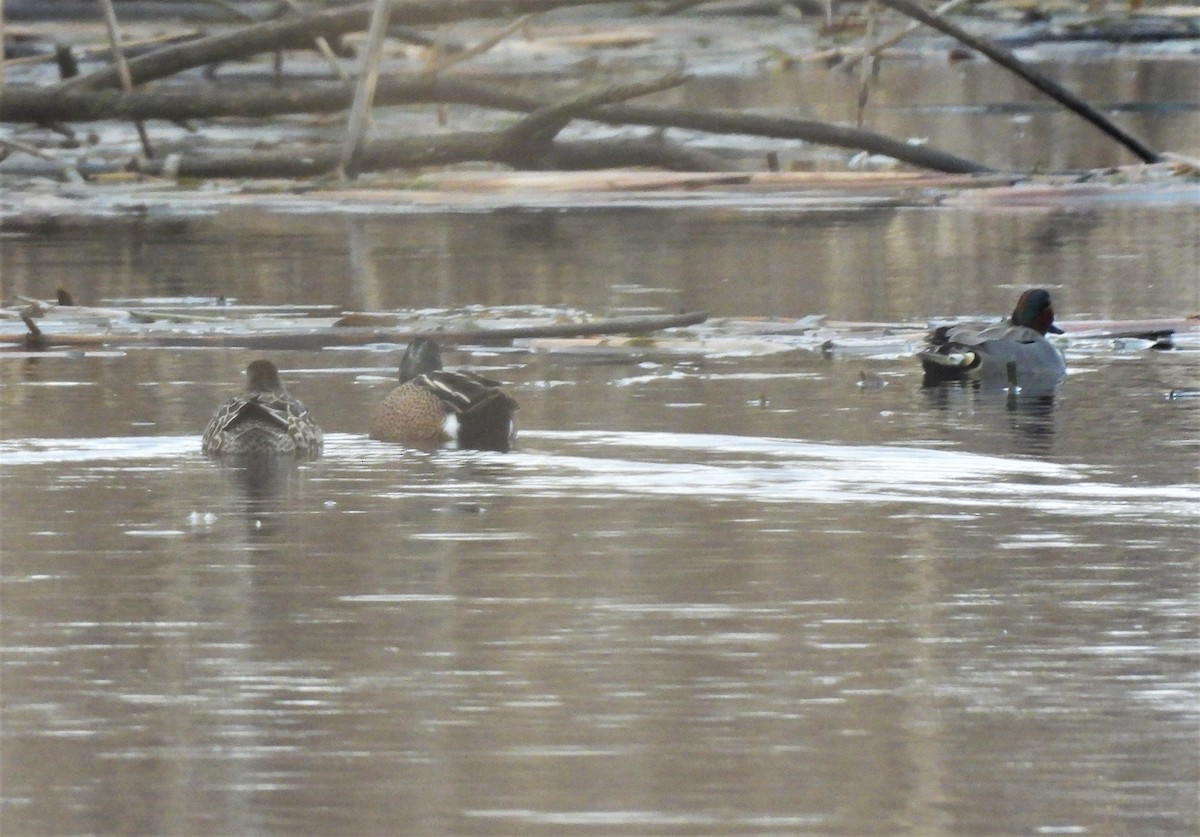 Blue-winged Teal - ML430847511