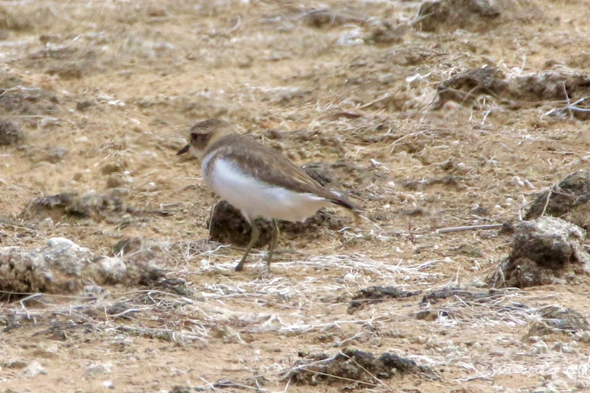 Double-banded Plover - ML430847971