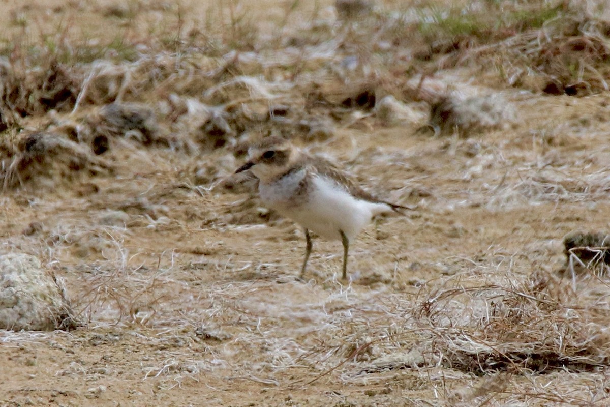 Double-banded Plover - ML430847981