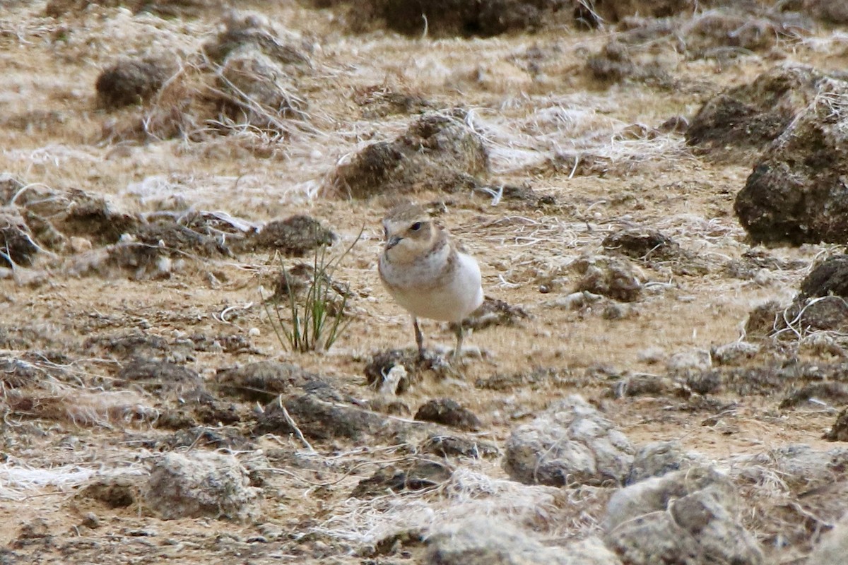 Double-banded Plover - ML430848011