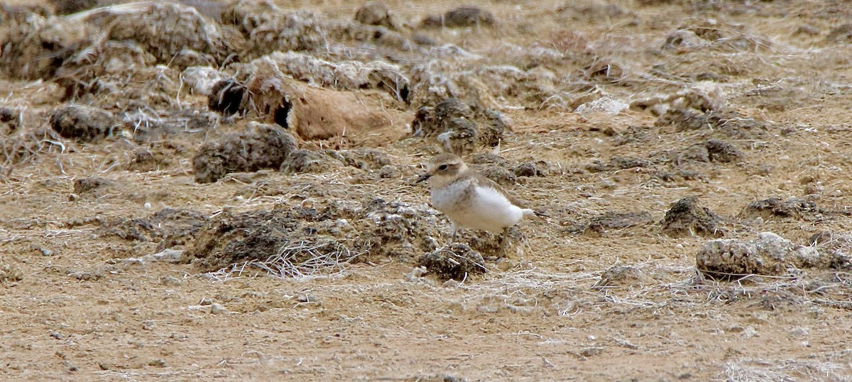 Double-banded Plover - ML430848021