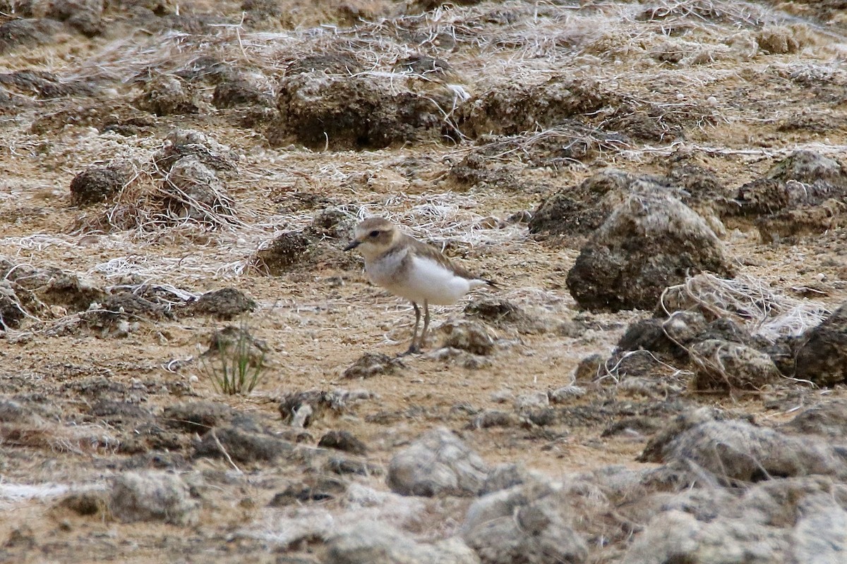 Double-banded Plover - ML430849501