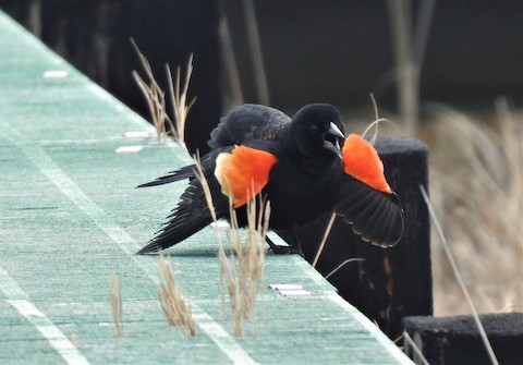 Red-Winged Blackbird (Agelaius phoeniceus) – Operation SPLASH (Stop  Polluting, Littering and Save Harbors)