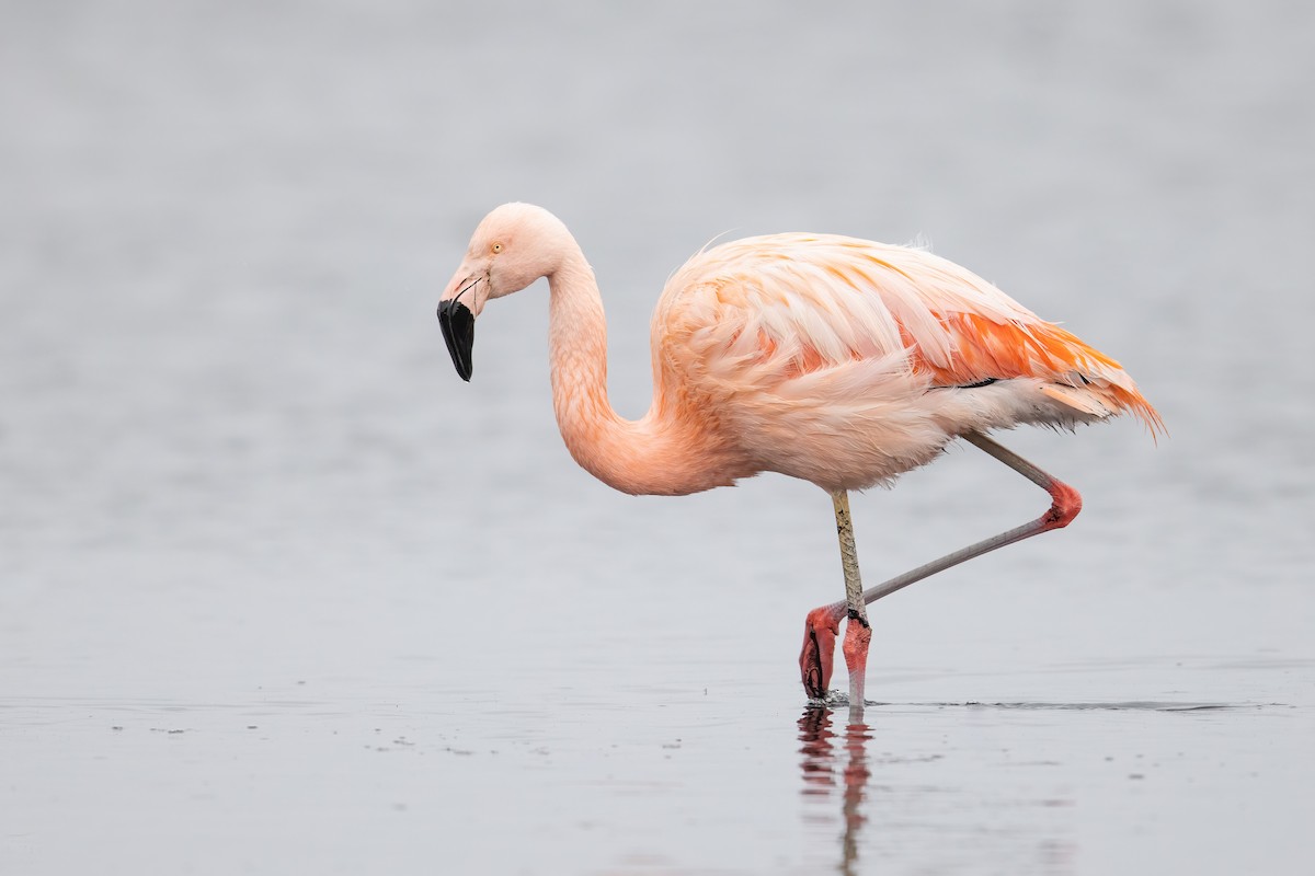 Şili Flamingosu - ML430857771