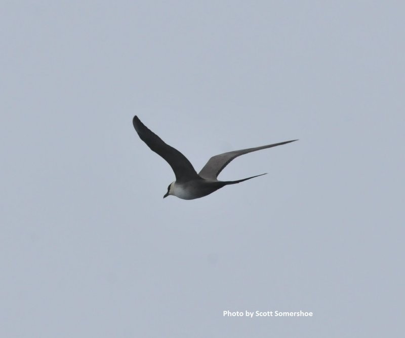 Long-tailed Jaeger - ML43085891