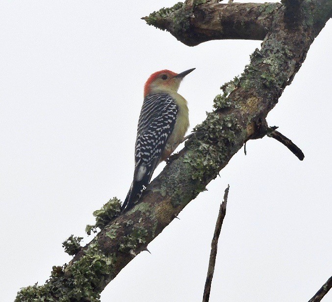 Red-bellied Woodpecker - ML43086021
