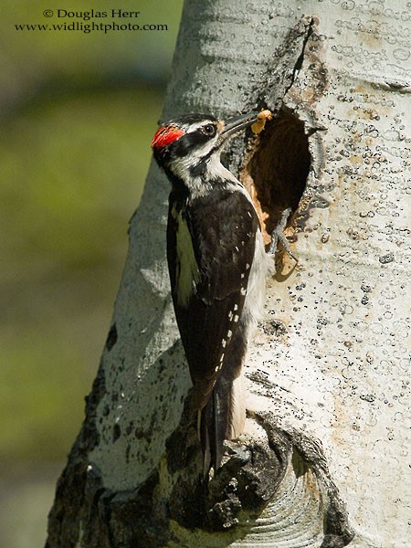 Hairy Woodpecker - ML43086181