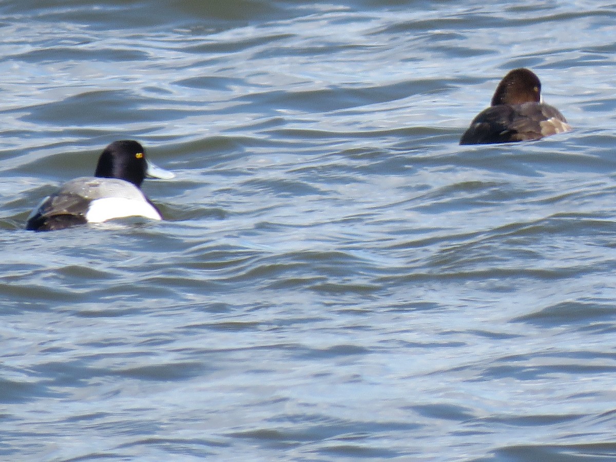 Greater/Lesser Scaup - ML430867551