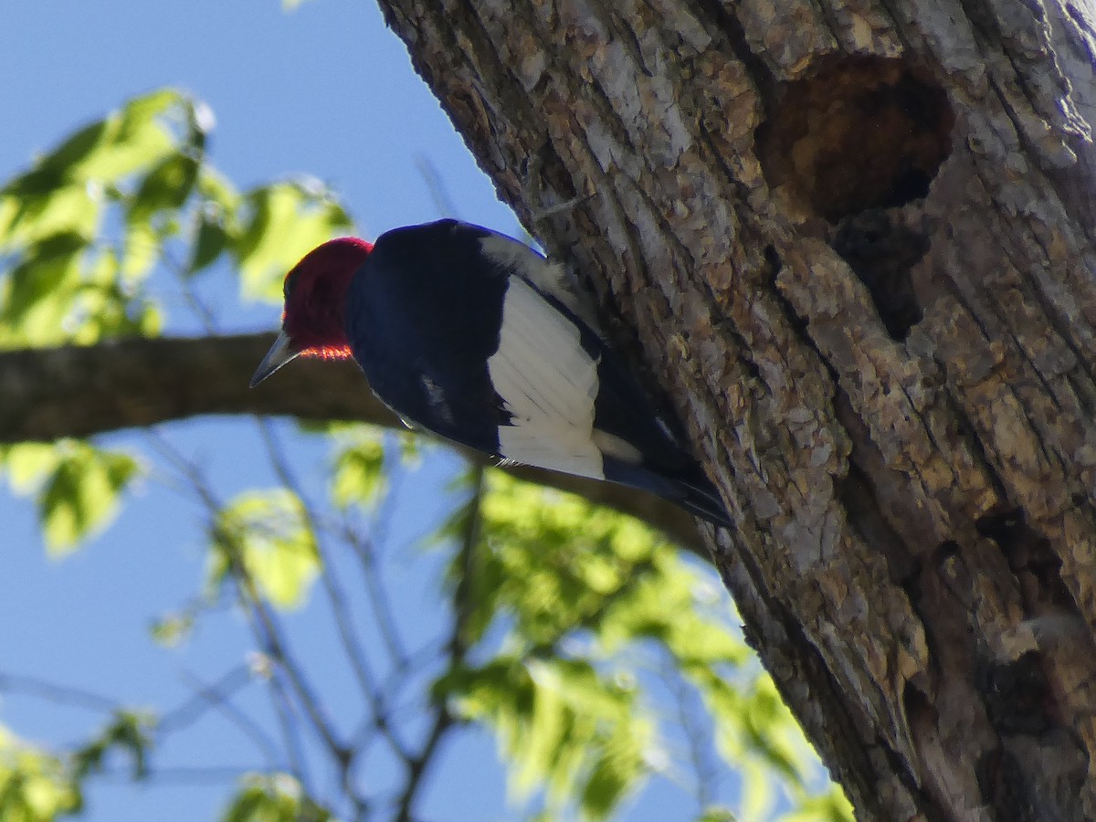 Red-headed Woodpecker - ML430868931