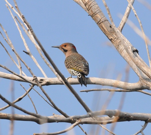 Northern Flicker (Yellow-shafted) - ML43087441