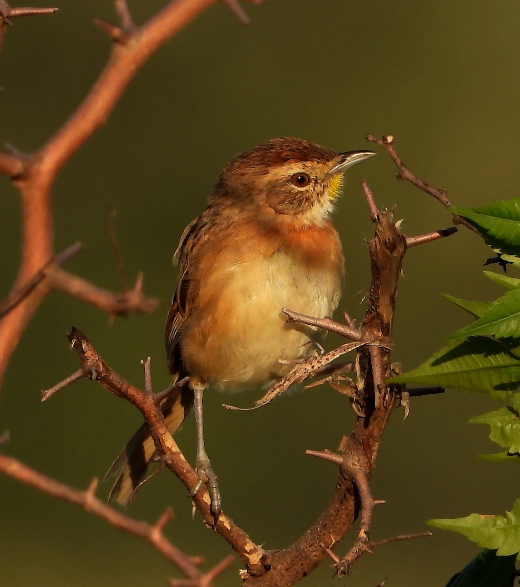 Chotoy Spinetail - ML430880701