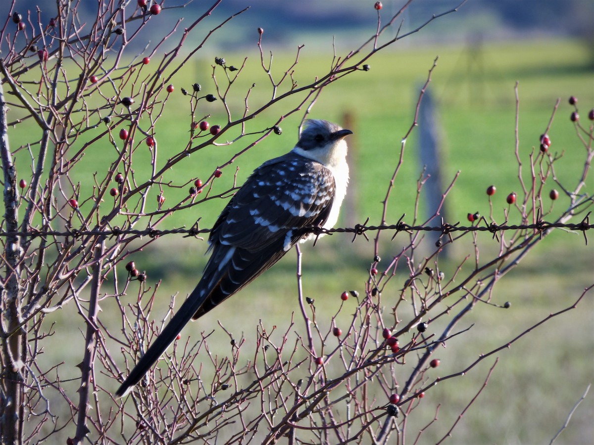 Great Spotted Cuckoo - ML430881191