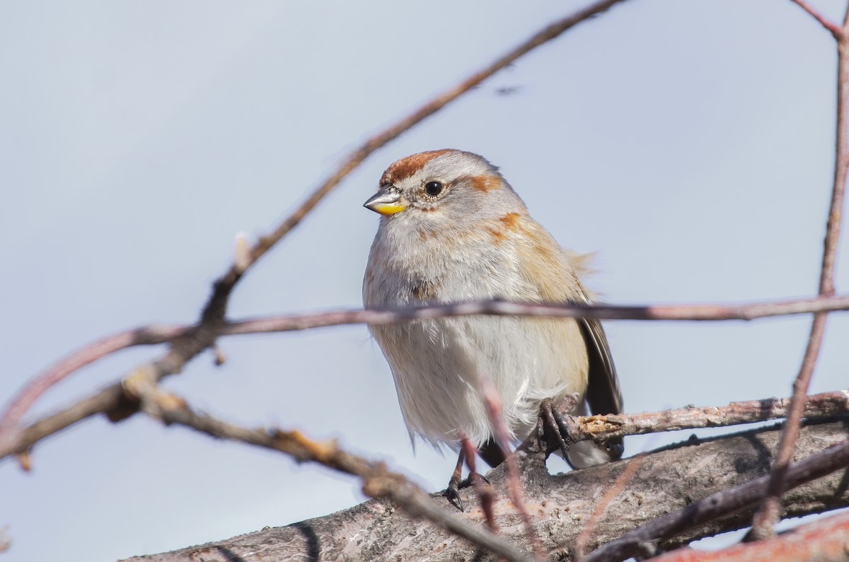 American Tree Sparrow - ML430881591