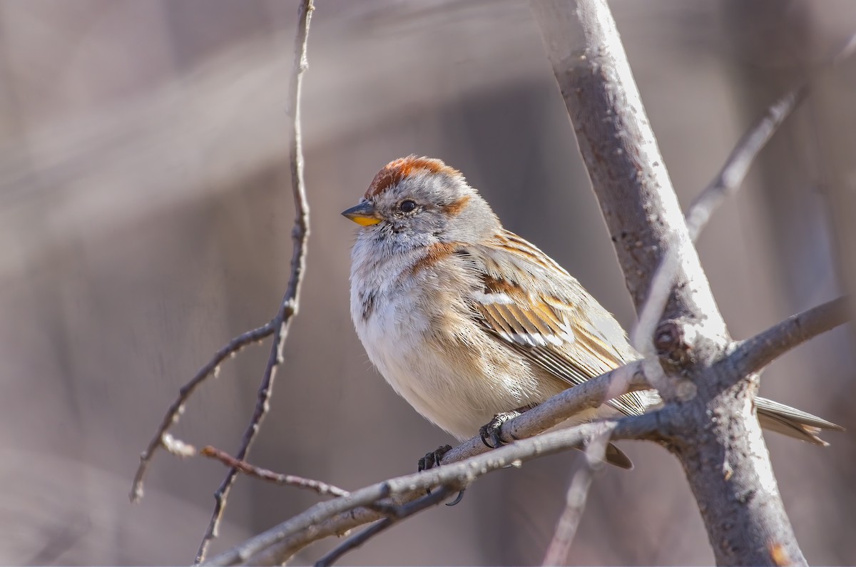 American Tree Sparrow - ML430881661