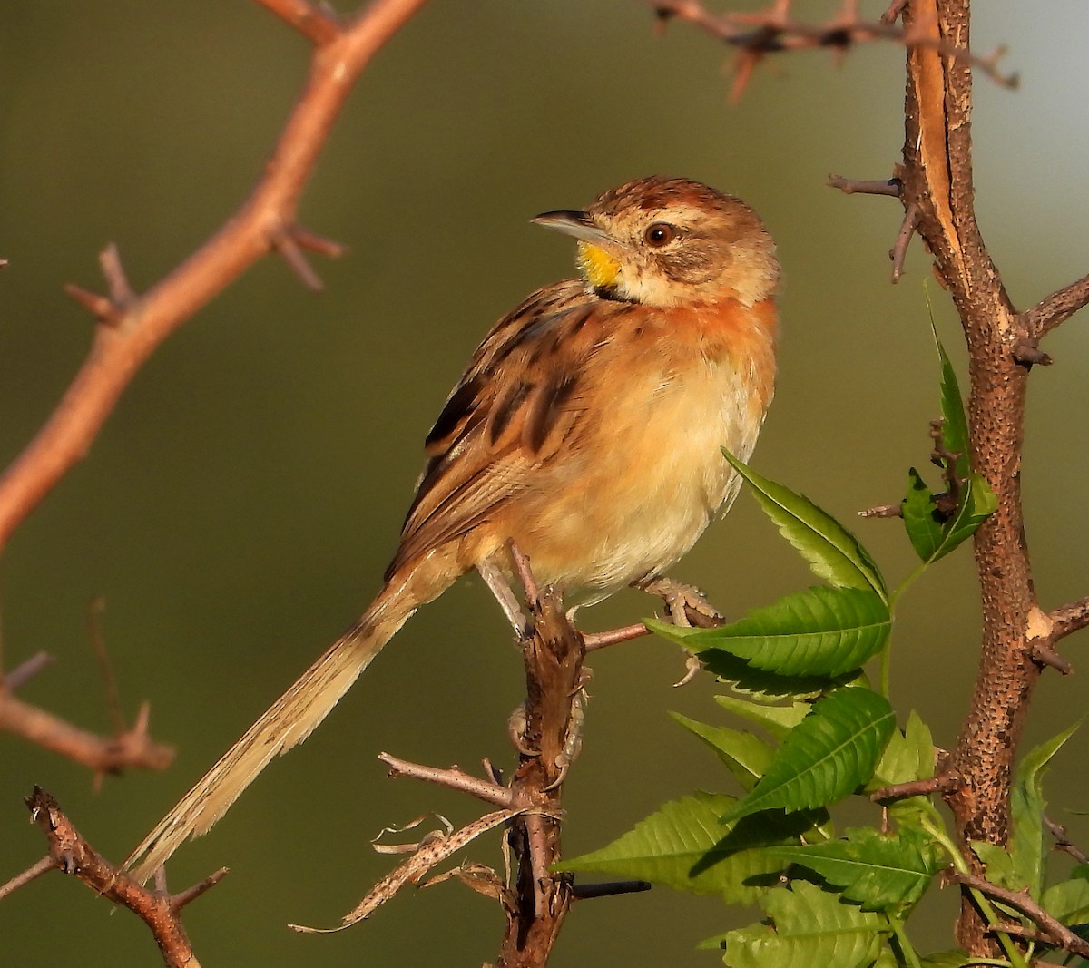Chotoy Spinetail - ML430881671
