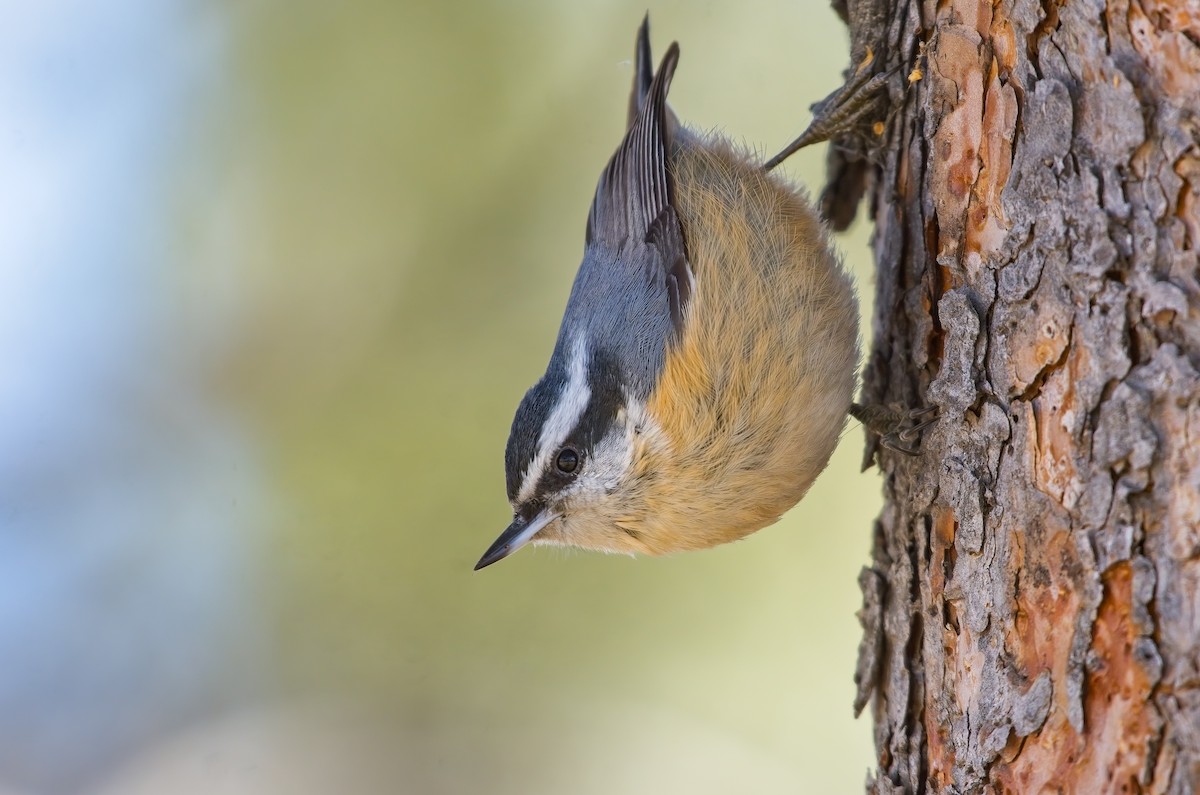 Red-breasted Nuthatch - ML430881891