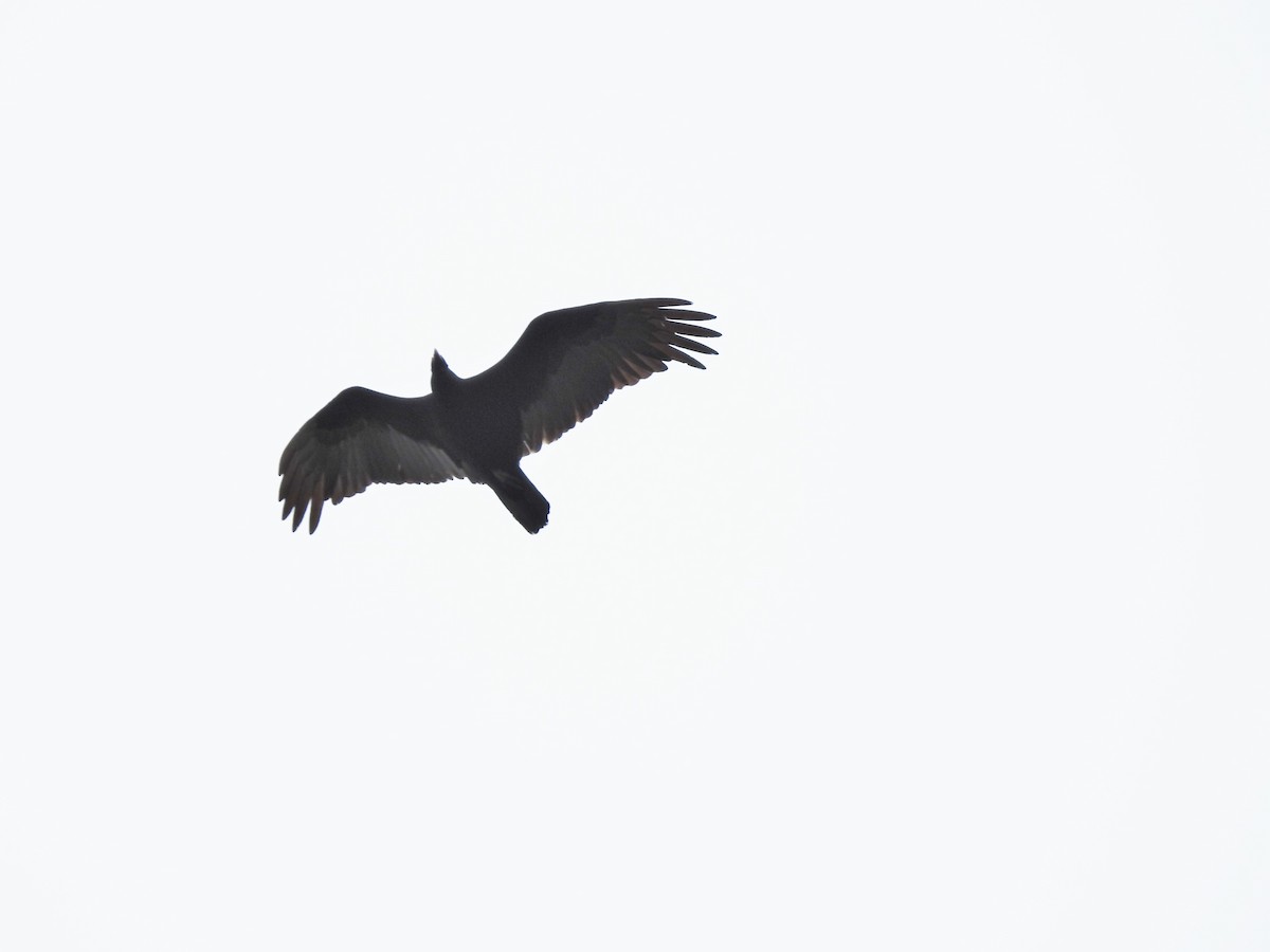 Turkey Vulture - ML430885361