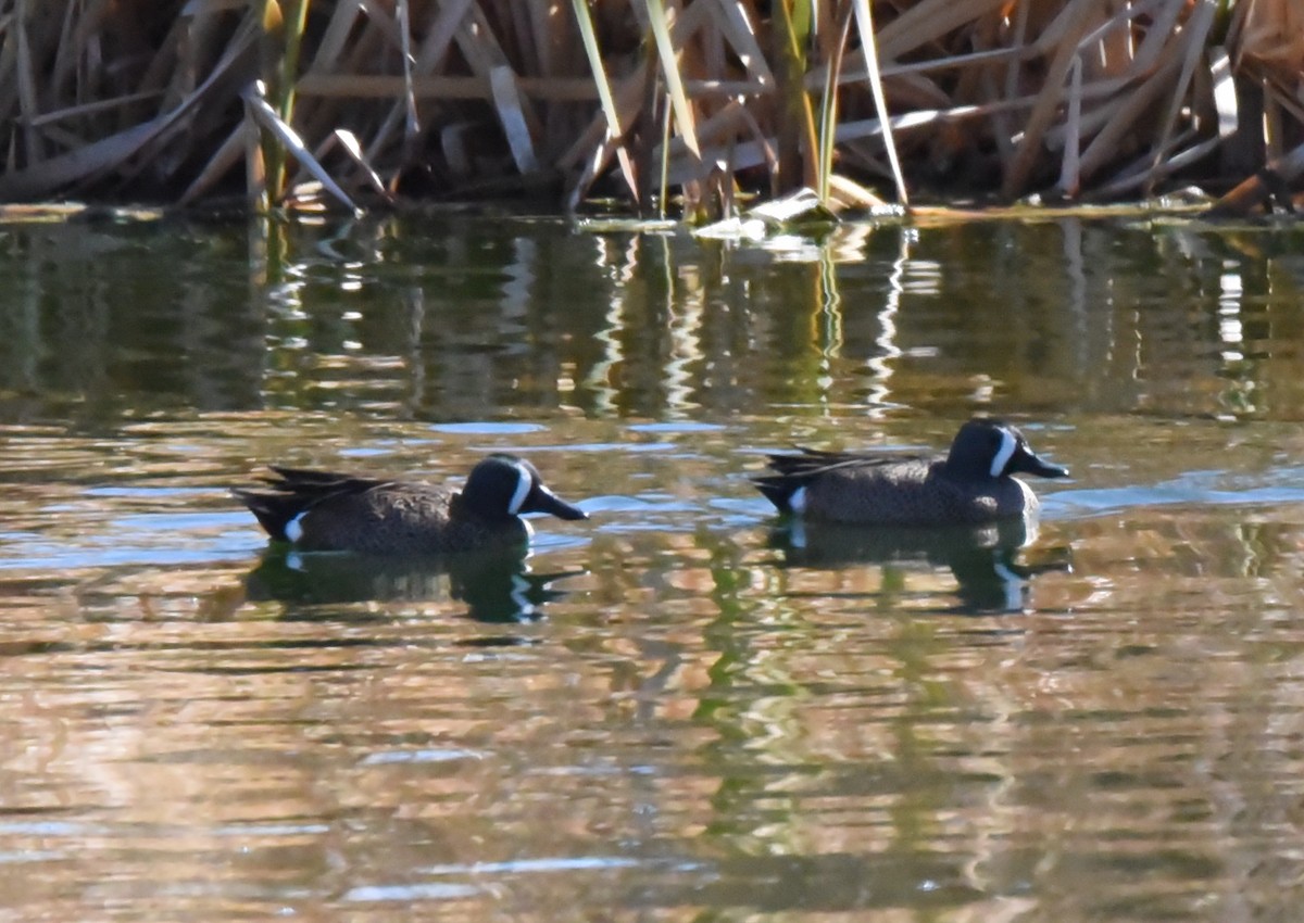 Blue-winged Teal - ML430886451