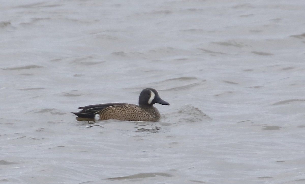 Blue-winged Teal - ML430887401