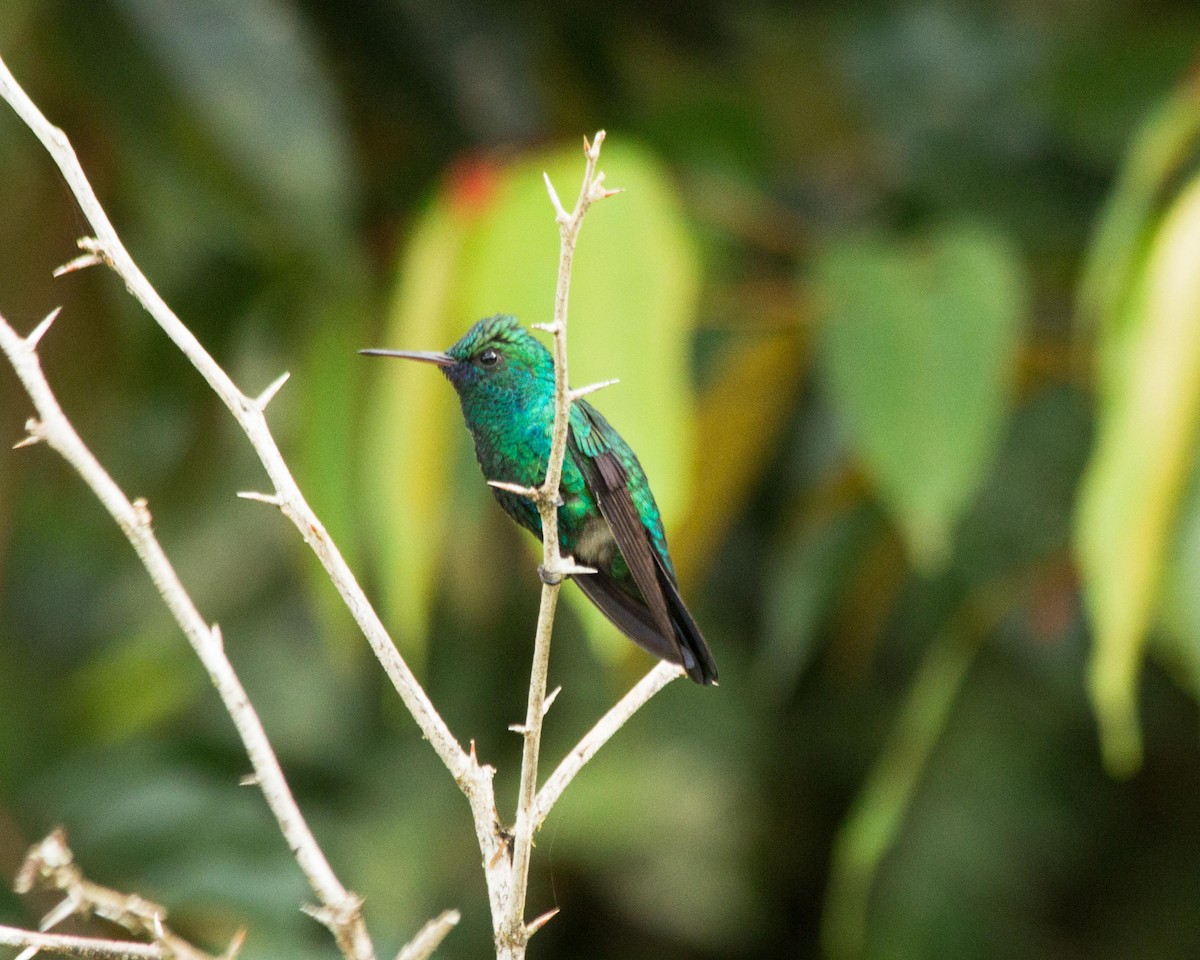 kolibřík modrobradý - ML430889341