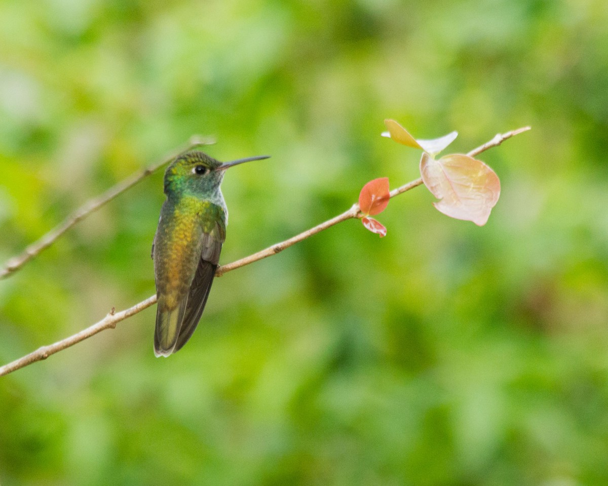 kolibřík pestrý - ML430889741