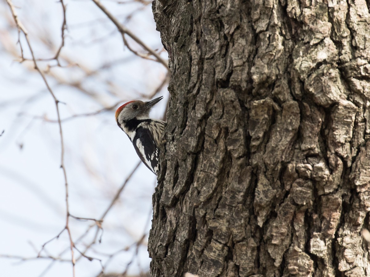 Middle Spotted Woodpecker - ML430890851