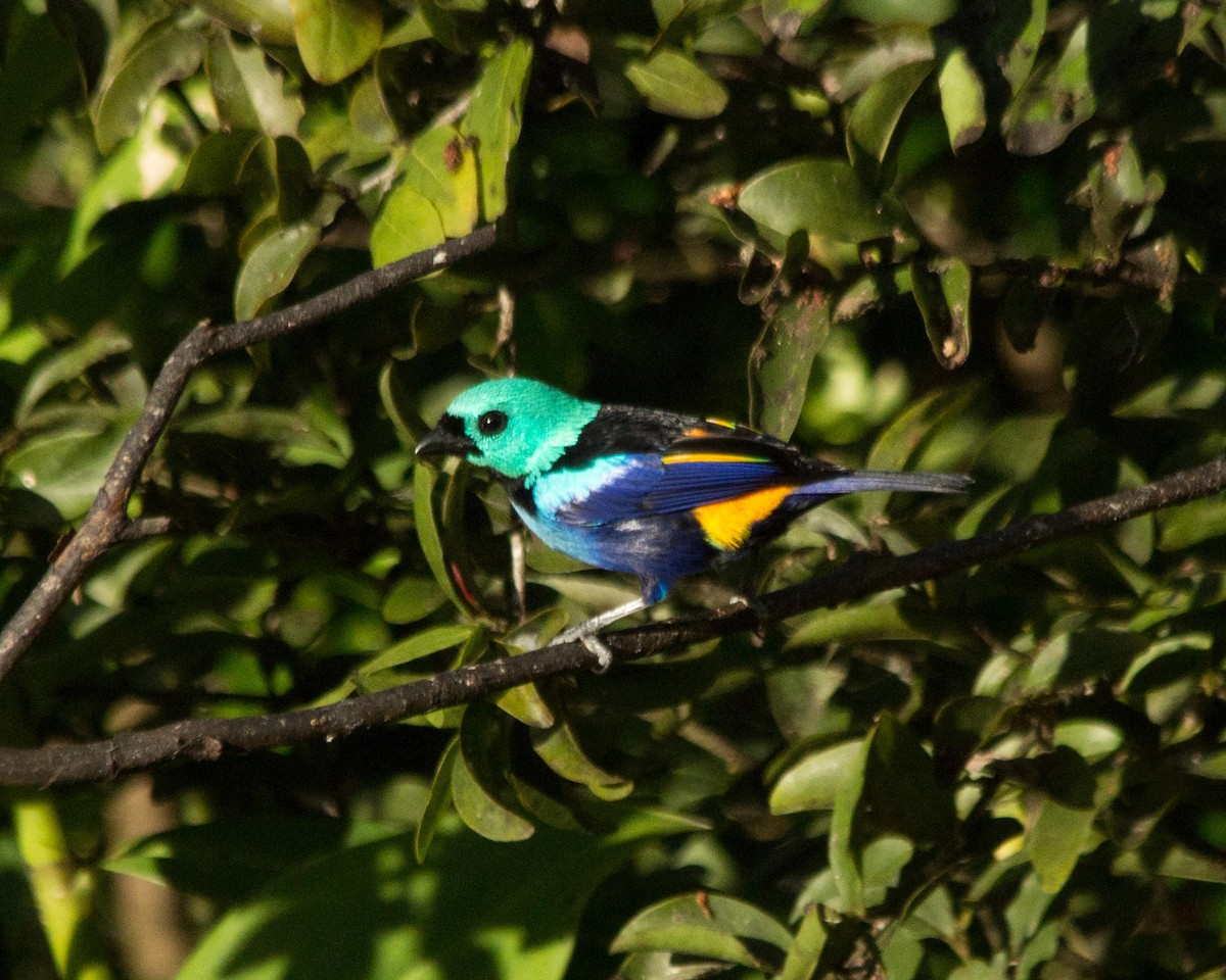 Seven-colored Tanager - ML430891421