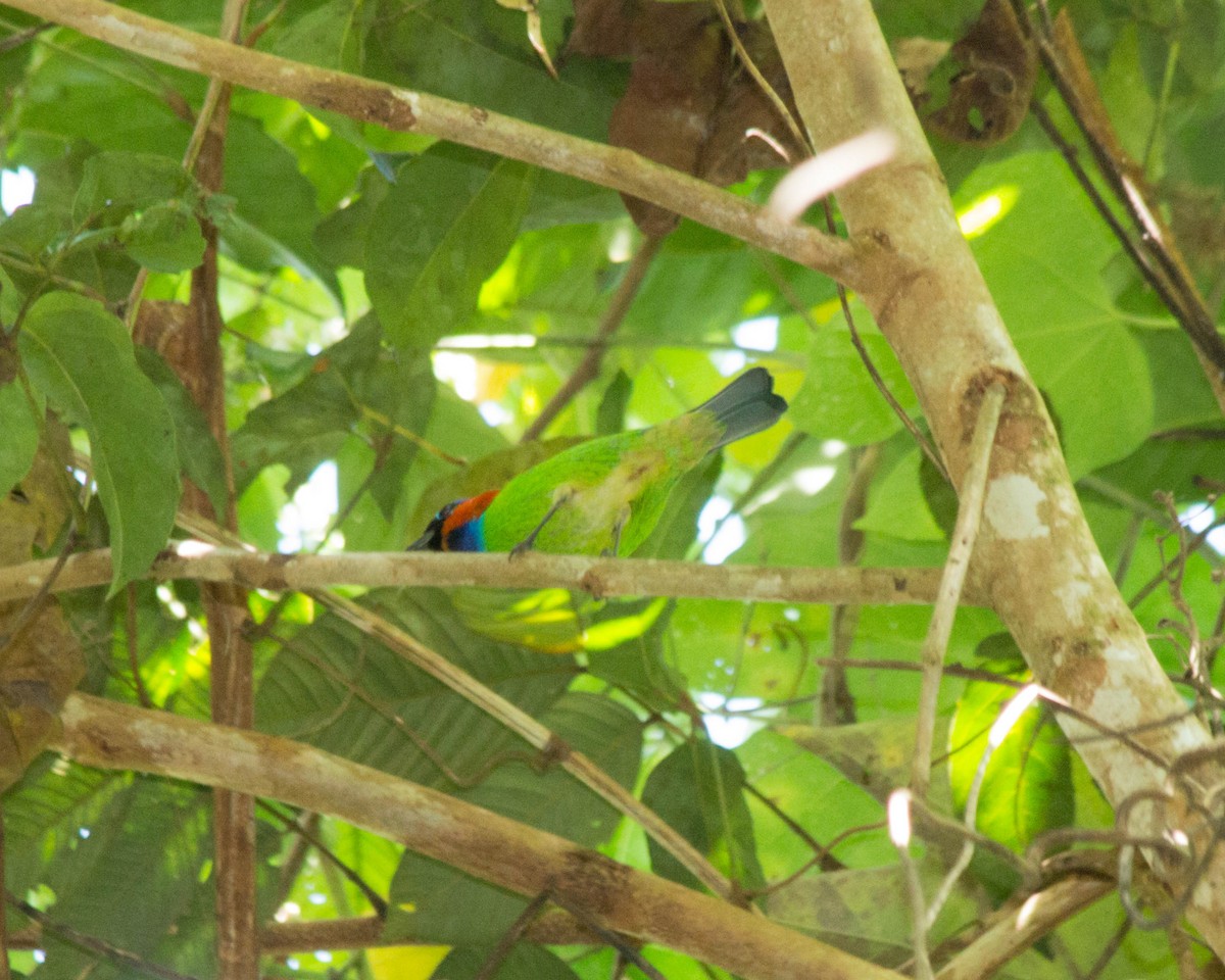 Red-necked Tanager - ML430891761