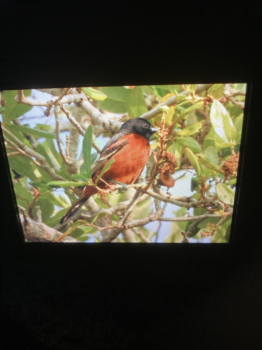 Orchard Oriole - ML430892441