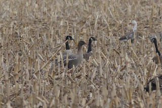 Pink-footed Goose, ML430892591