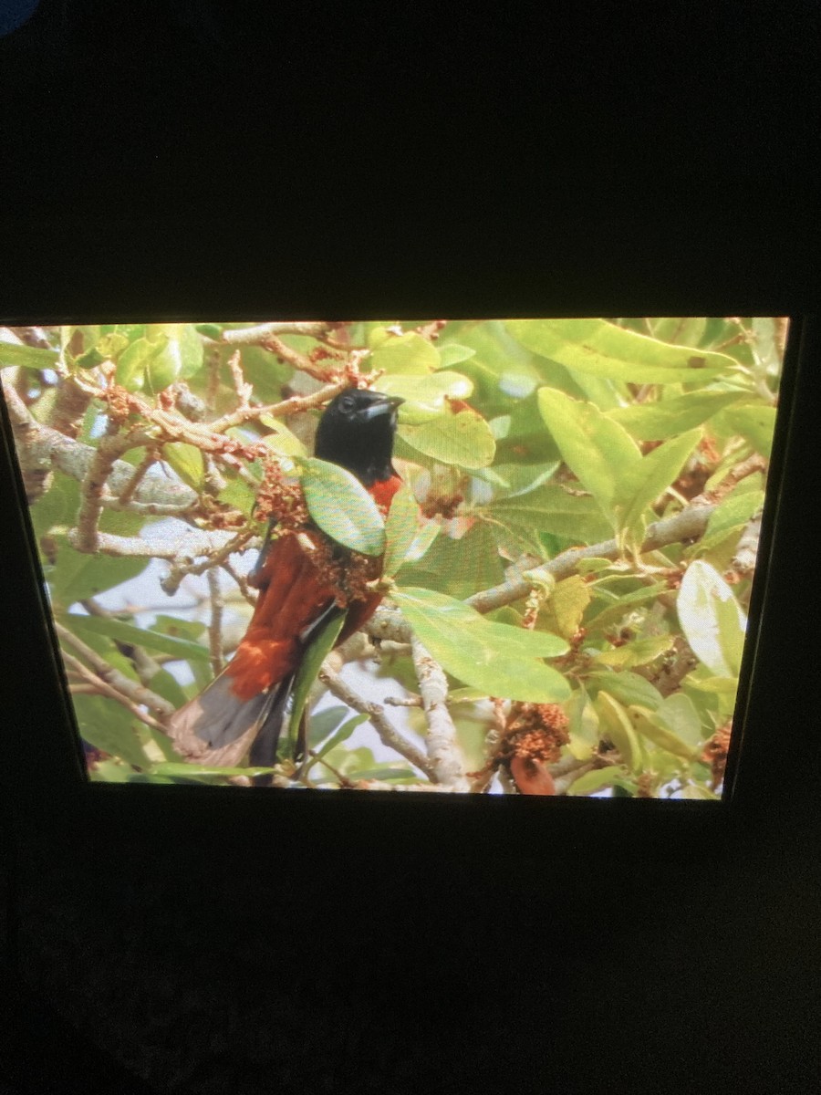 Orchard Oriole - ML430892681