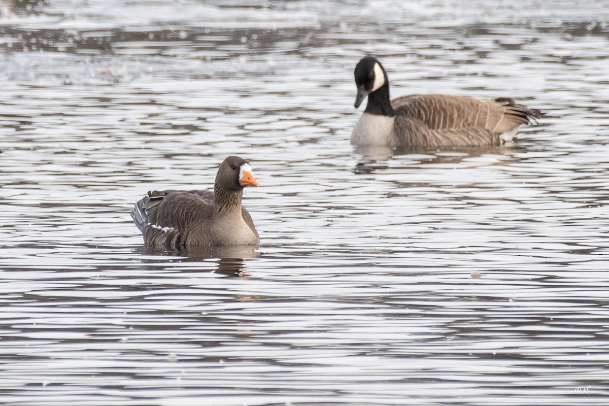 Greater White-fronted Goose - ML430896701