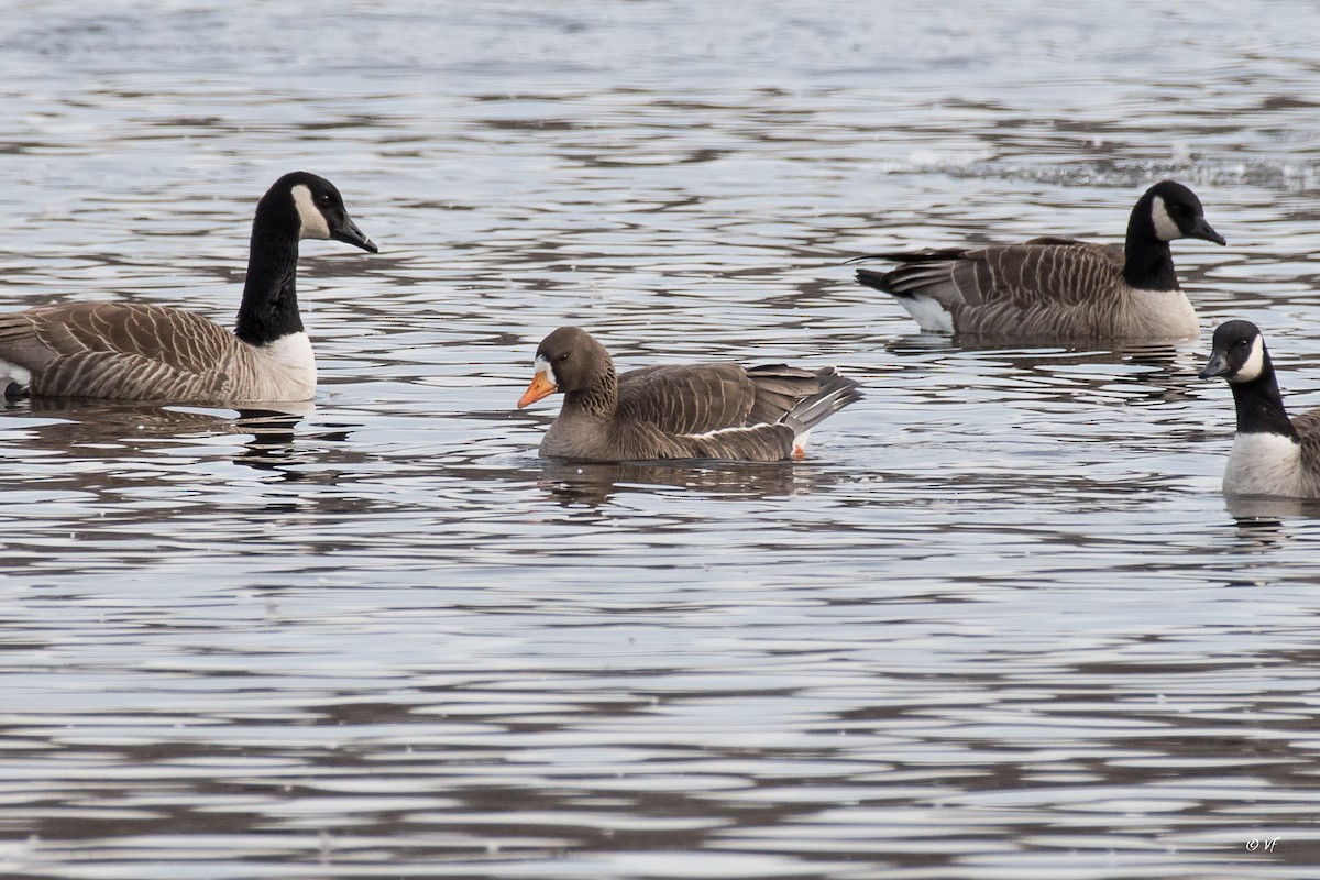 Greater White-fronted Goose - ML430896731