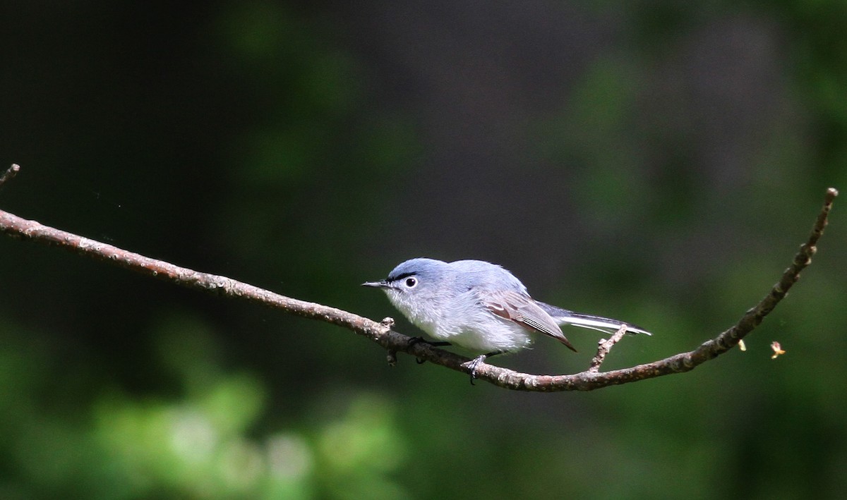 Blue-gray Gnatcatcher (caerulea) - Jay McGowan