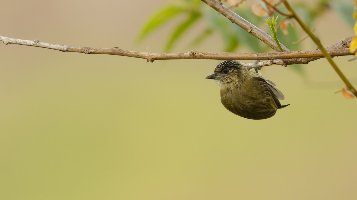 Olivaceous Piculet - ML43090181