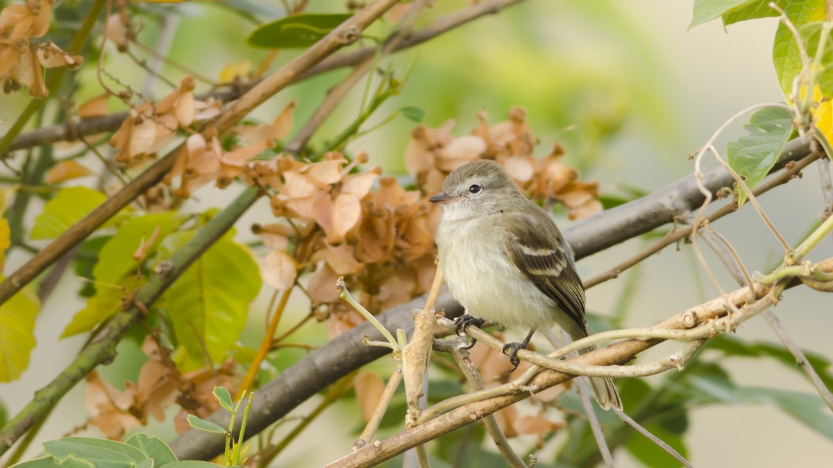 Northern Mouse-colored Tyrannulet - Neil Diaz
