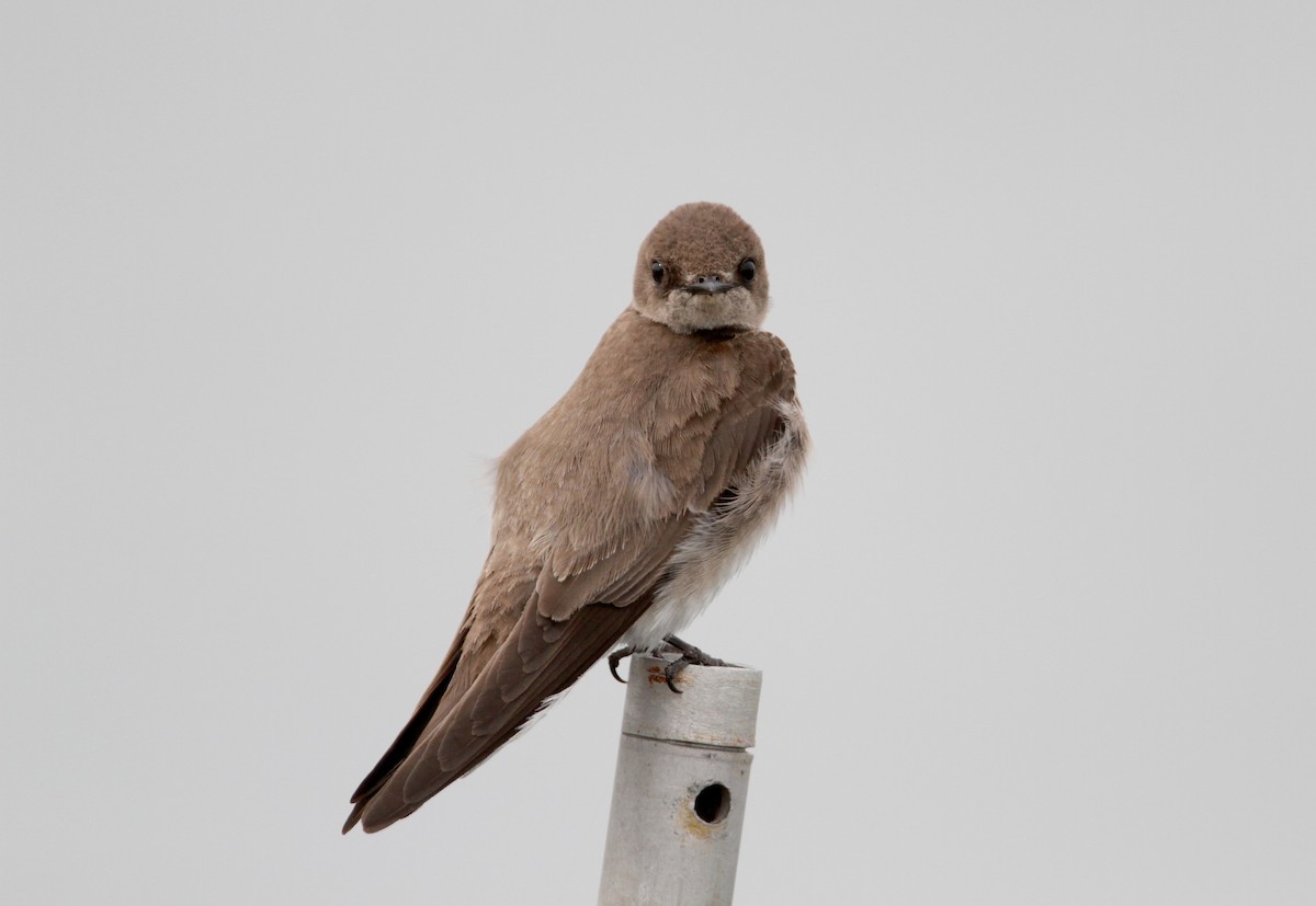 Northern Rough-winged Swallow - ML43091141