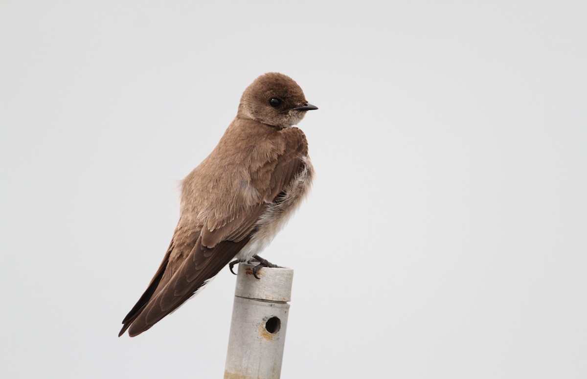 Northern Rough-winged Swallow - ML43091151