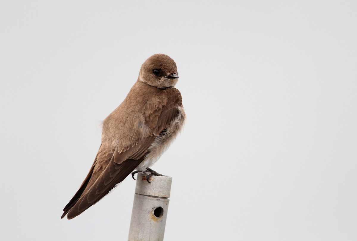 Northern Rough-winged Swallow - Jay McGowan