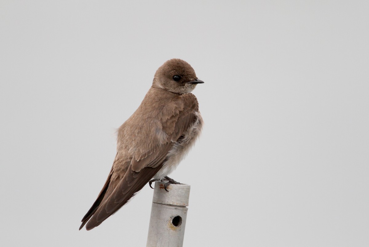 Northern Rough-winged Swallow - ML43091181