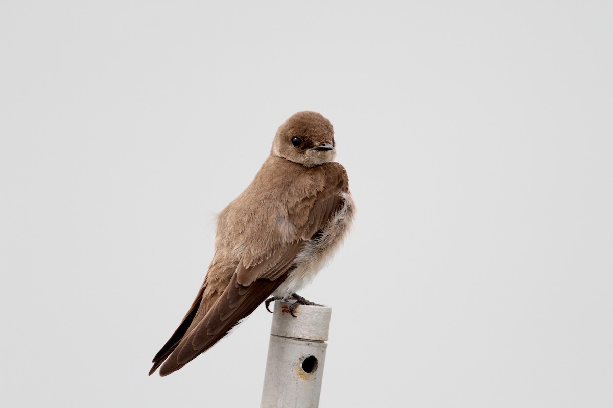 Northern Rough-winged Swallow - ML43091201