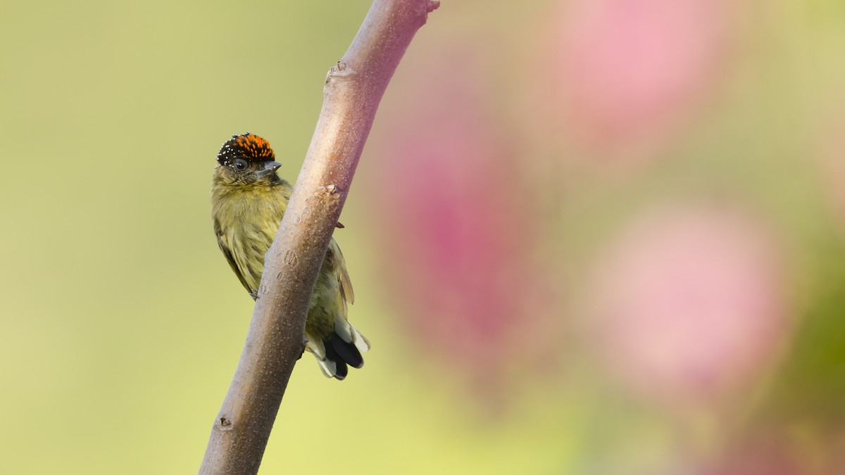 Olivaceous Piculet - ML43092151